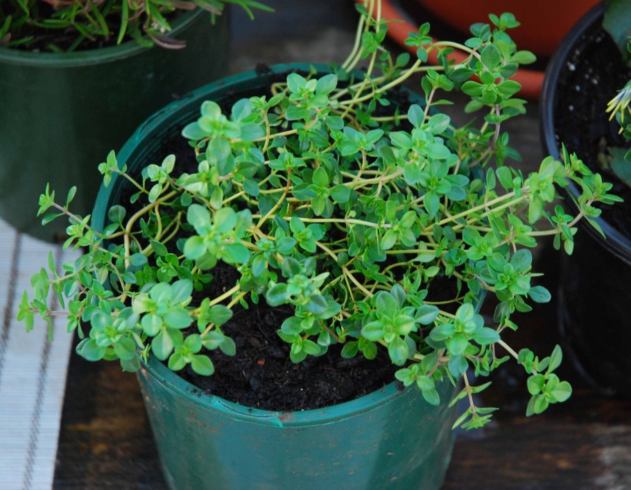 Растения в горшках на подоконнике