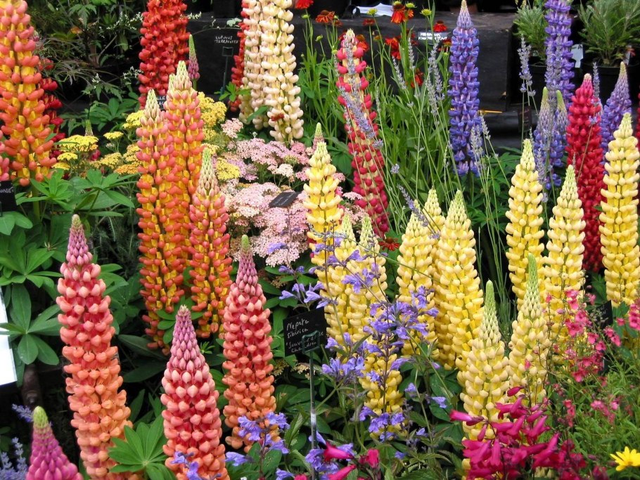 Люпин многолистный минарет