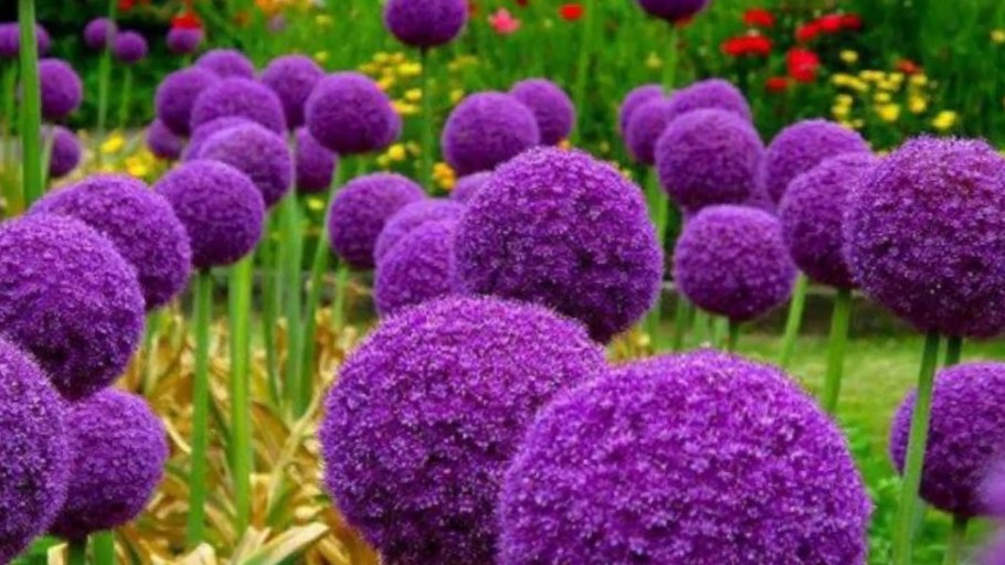 Краспедия шаровидная аллиум