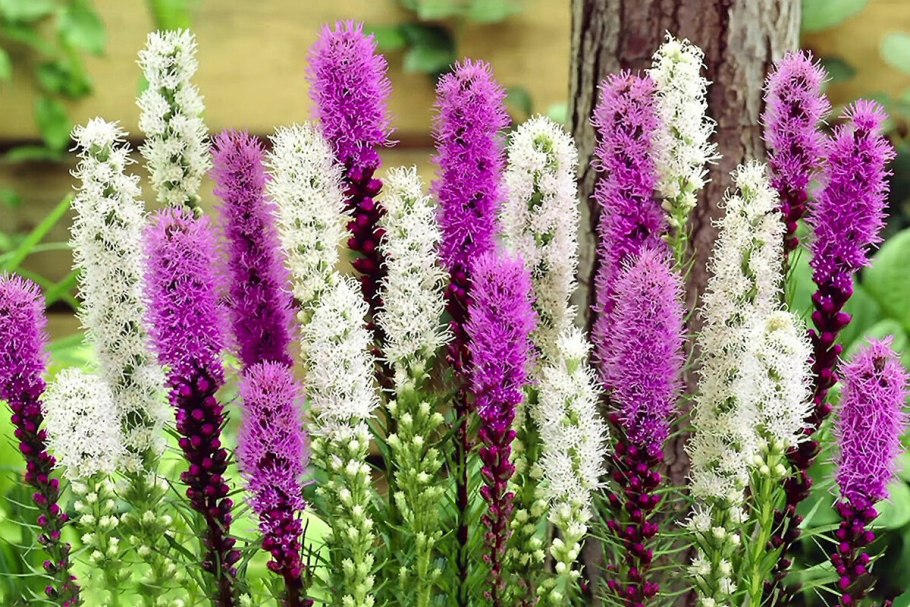 Лиатрис гайфитер