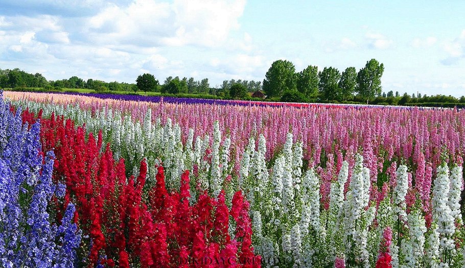 Дельфиниум красный