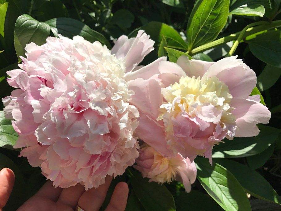 Пион молочноцветковый Энджел чикс