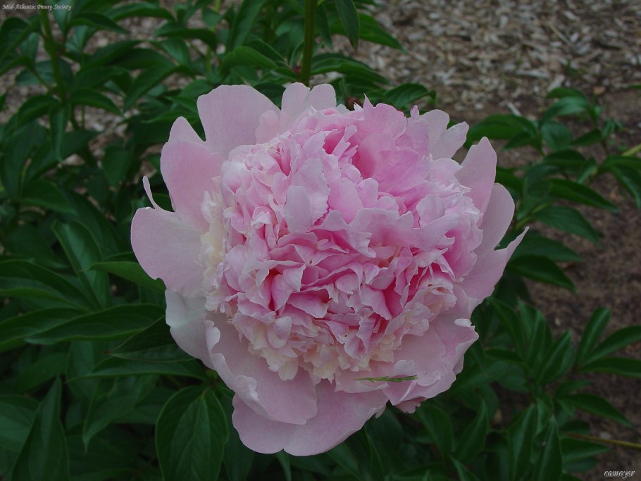 Пион молочноцветковый Энджел чикс