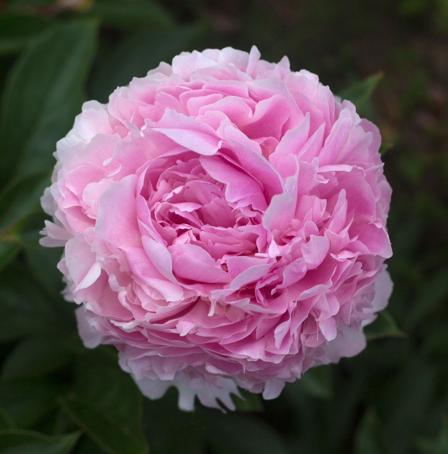 Пион Эденс Парфюм