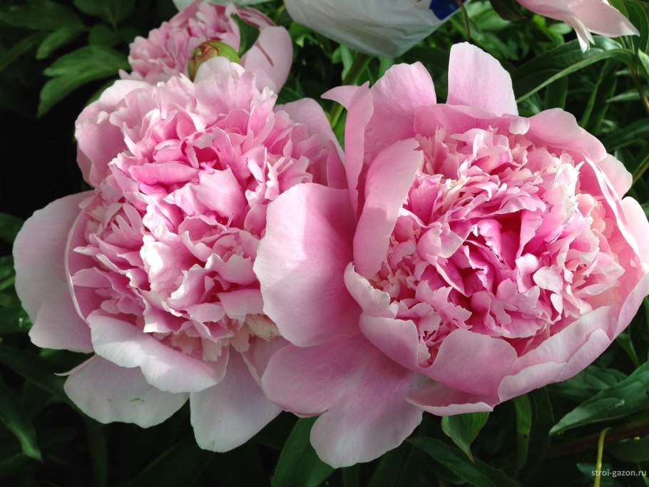 Пион Энджел чикс