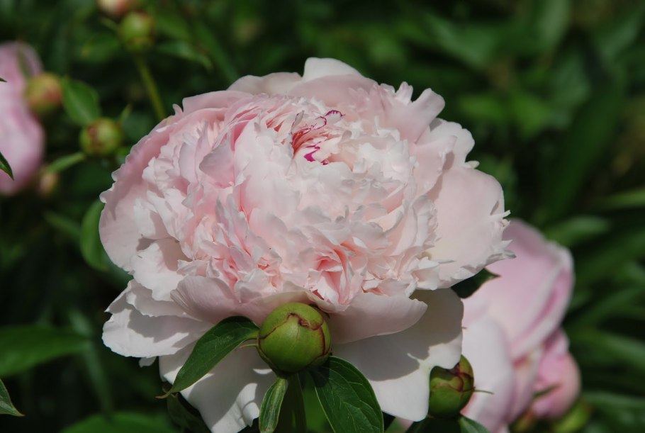 Пион Raspberry Sundae