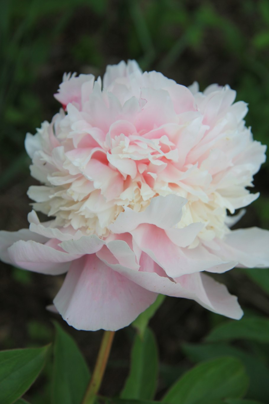 Пион Angel Cheeks