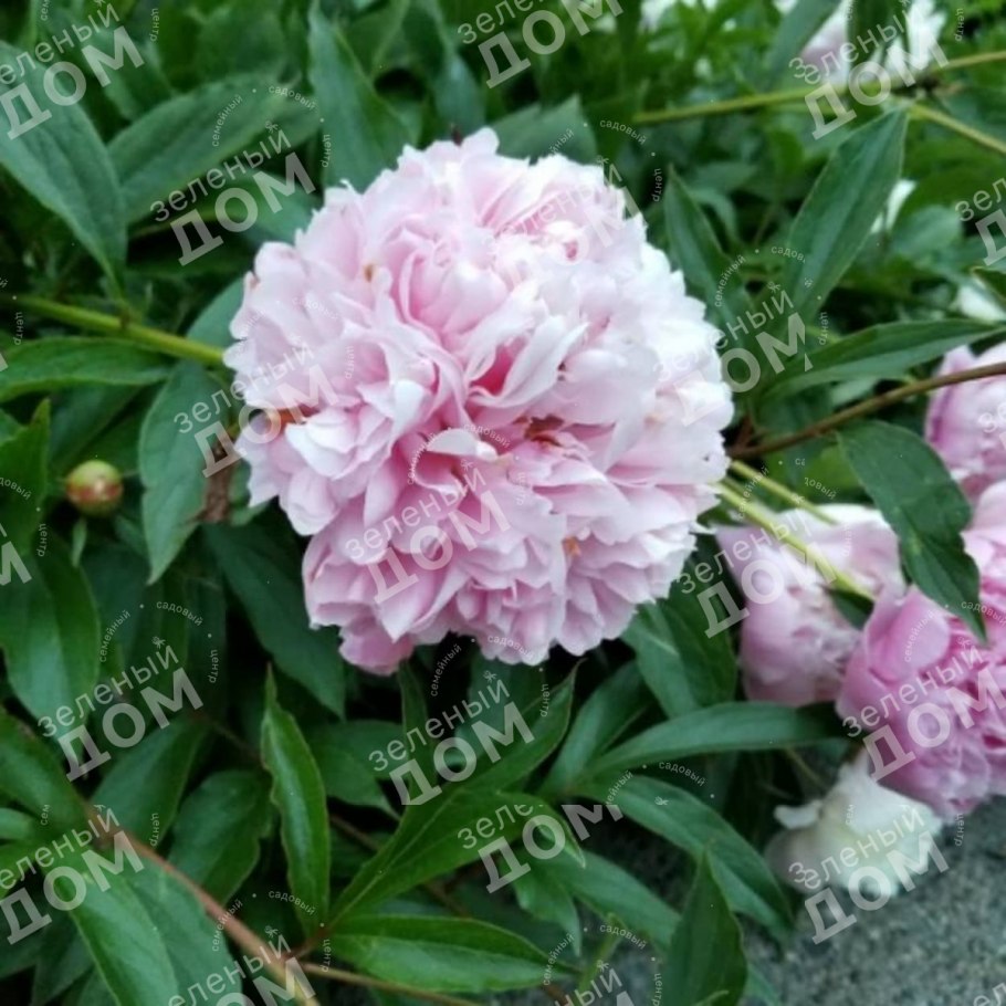 Пион травянистый Энджел чикс