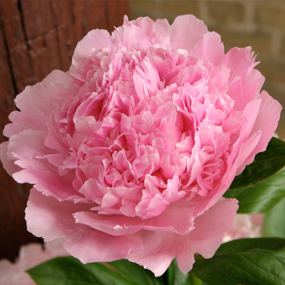 Пион Кингс Рэнсом