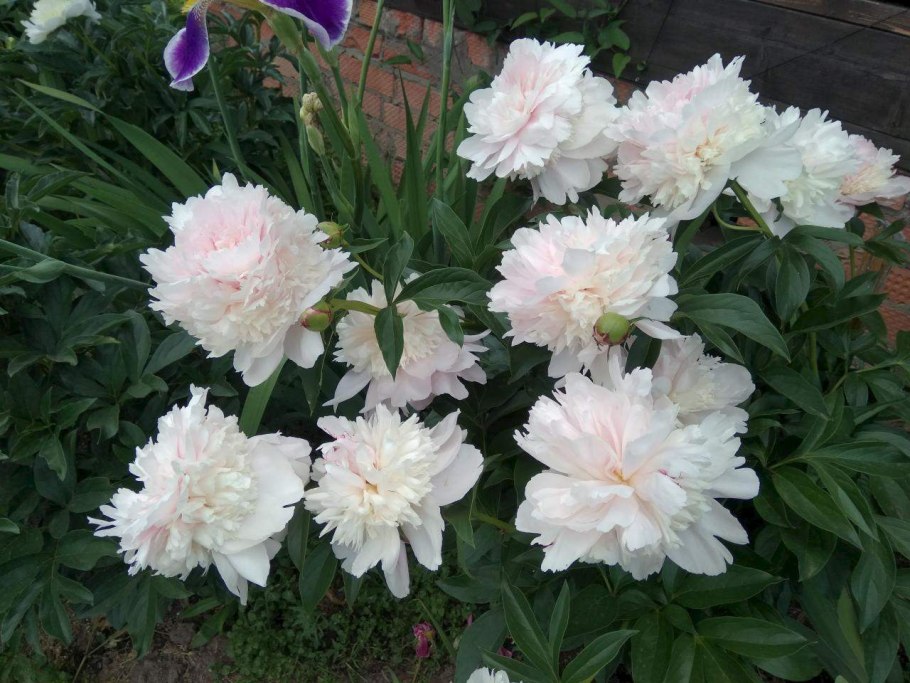 Пионы махровые бомбовидные