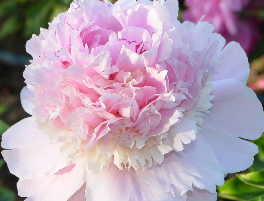 Angel Cheeks логотип