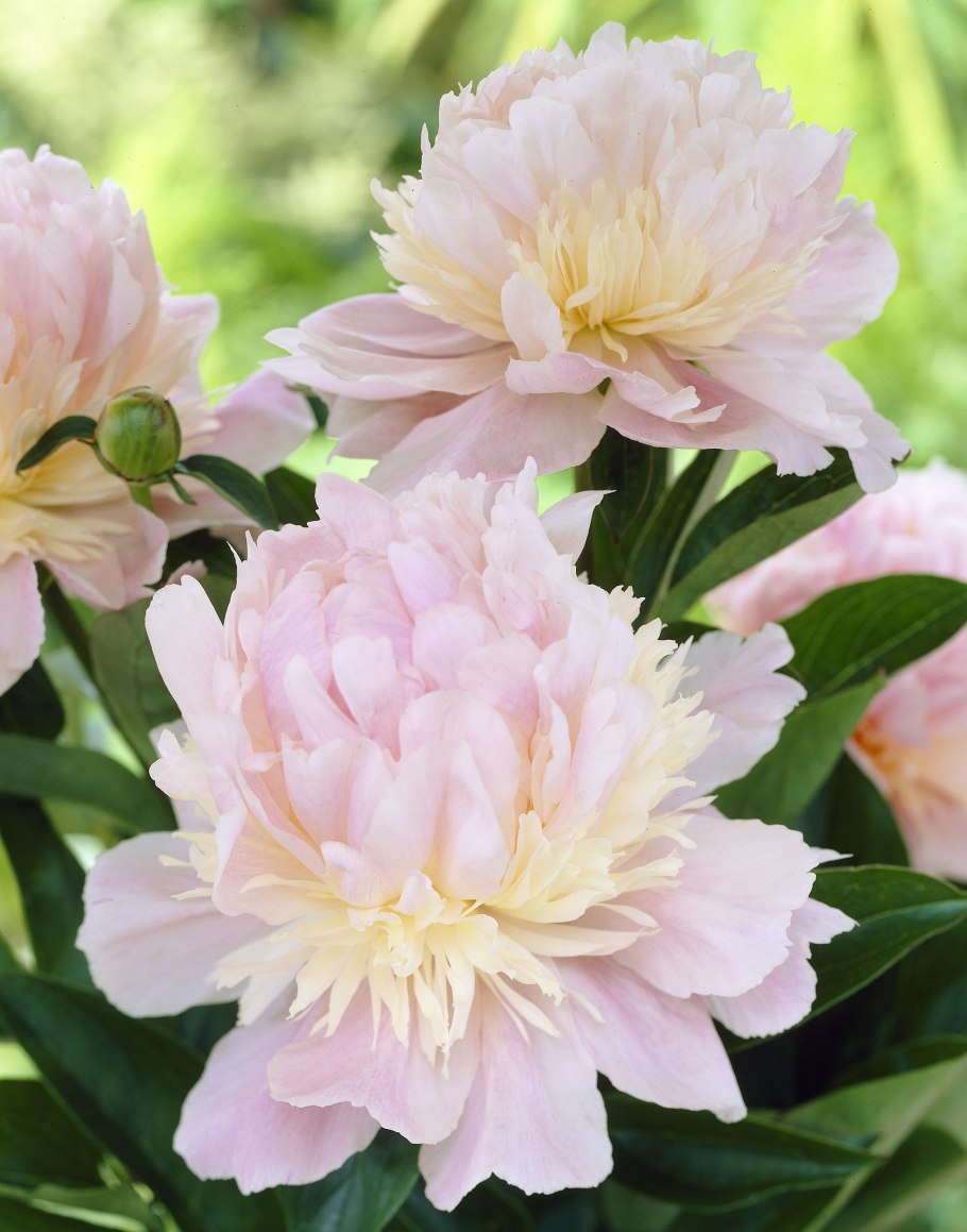 Пион ангел чикс