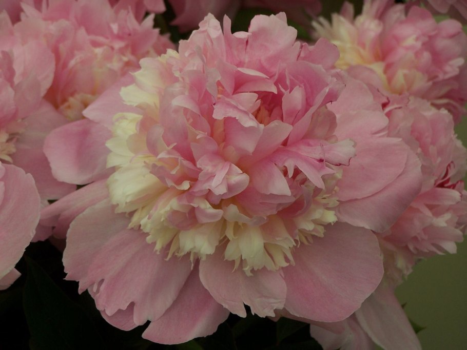 Пион ред Суприм