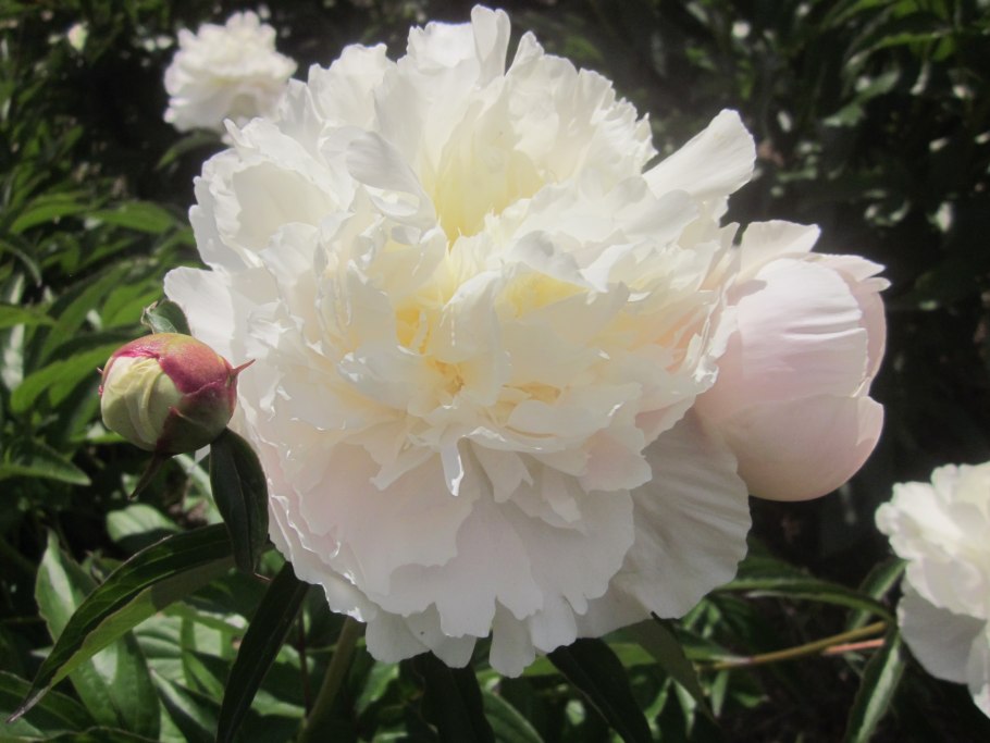 Стебель пиона