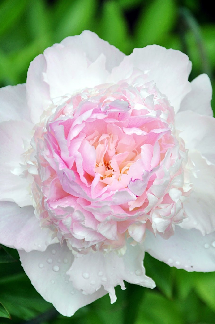 Букет пионов ангелов