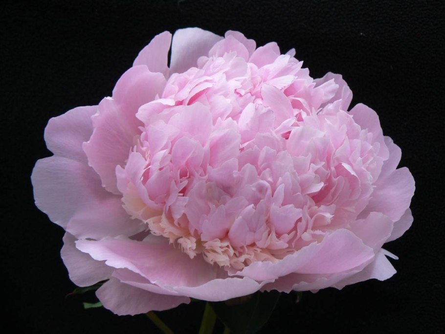 Пион молочноцветковый Энджел чикс