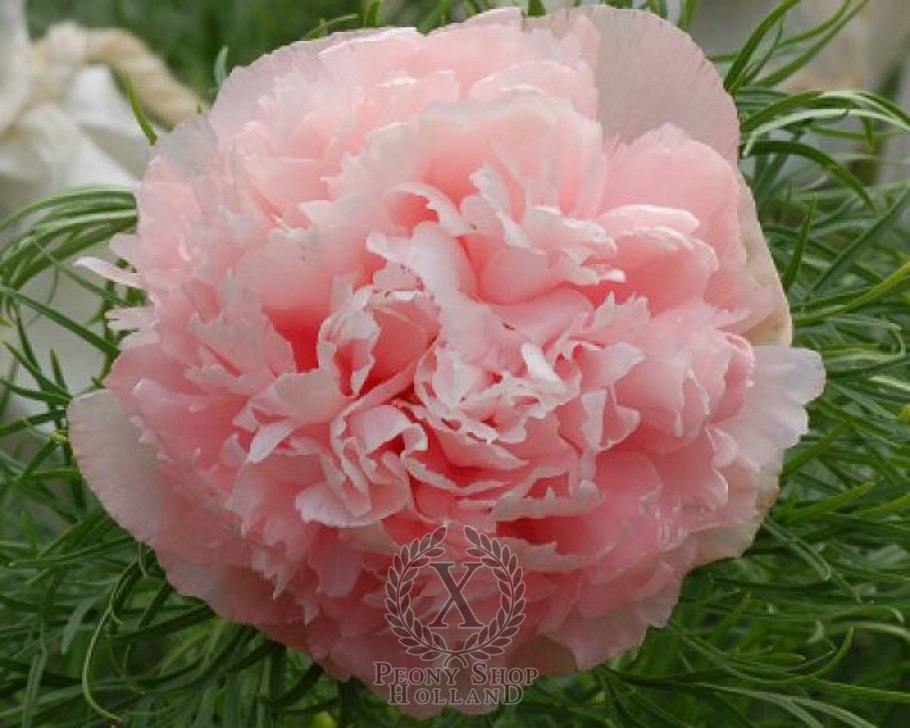 Пион tenuifolia rosea