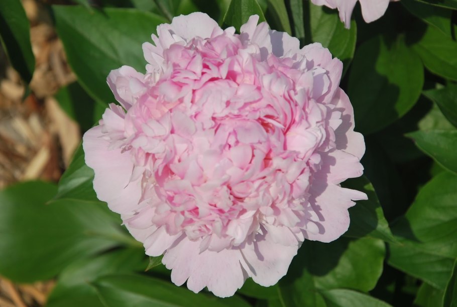 Пион молочноцветковый Angel Cheeks