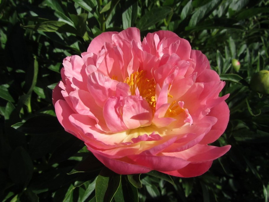 Пион Мари Лемуан