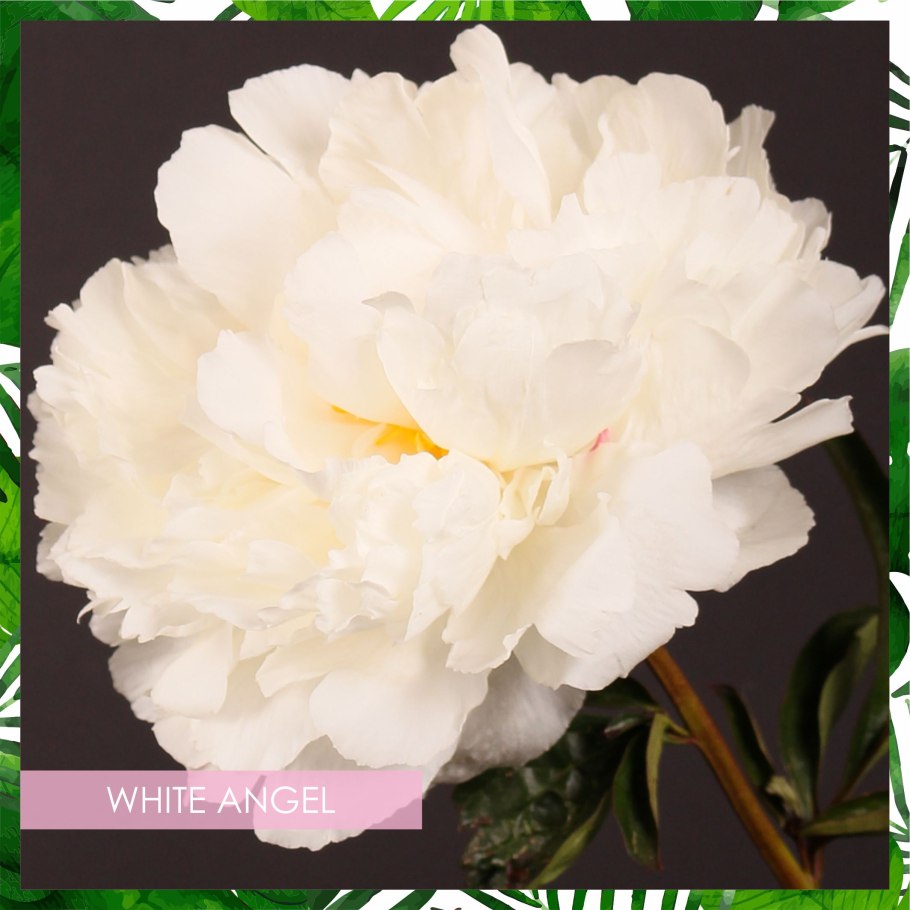 Пион Оуэн Казенс