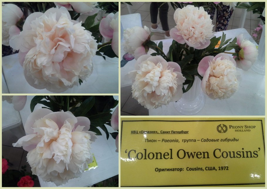 Пион Блаш Квин