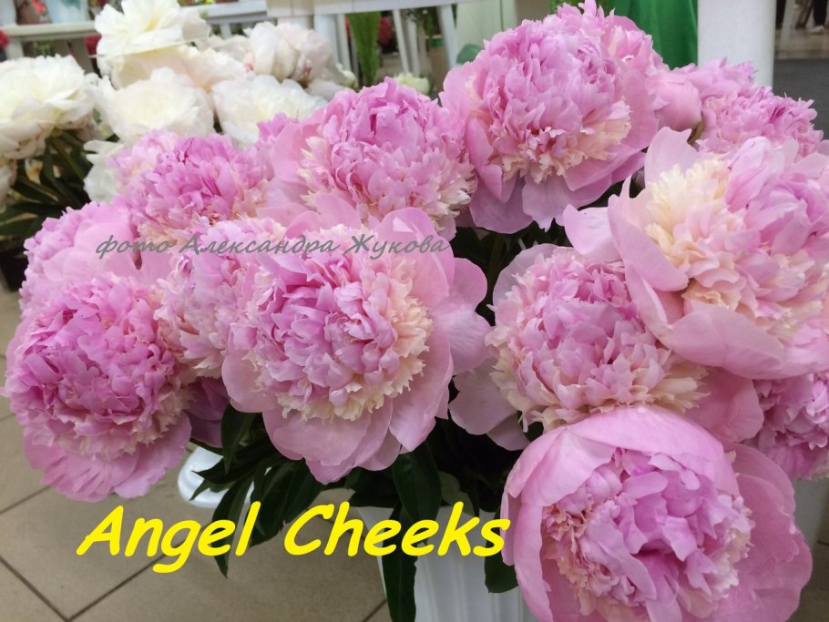 Пион Angel Cheeks