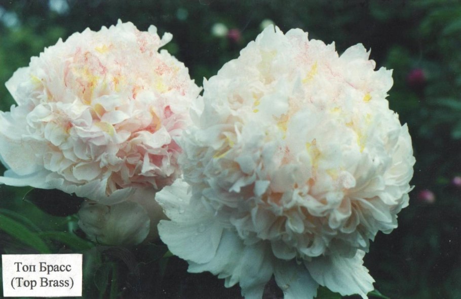 Glory Hallelujah пион