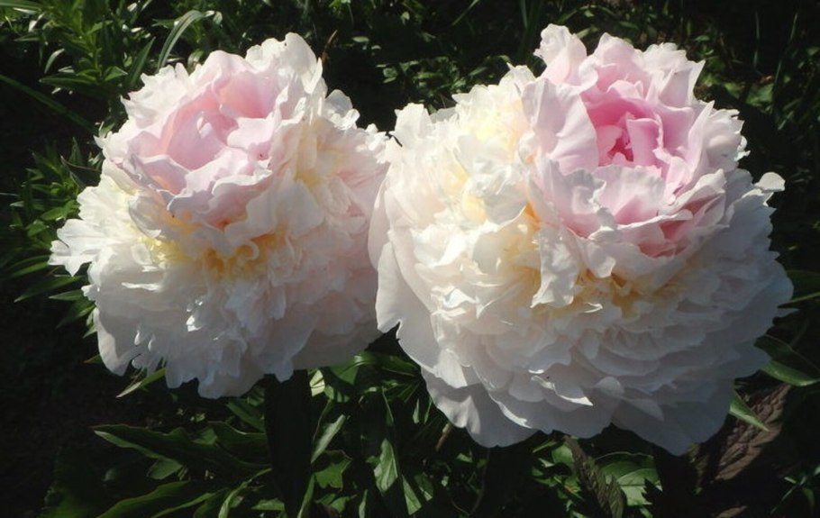 Пион молочноцветковый Лаура десерт