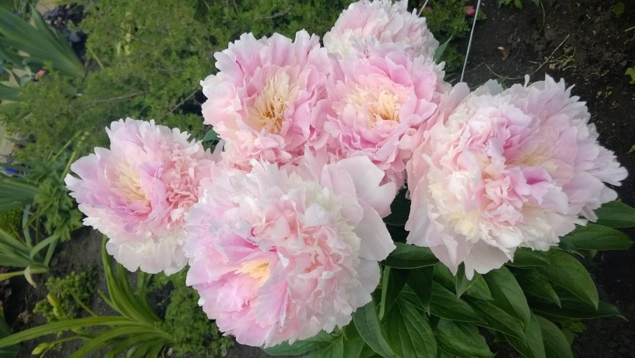 Пион месье жюль