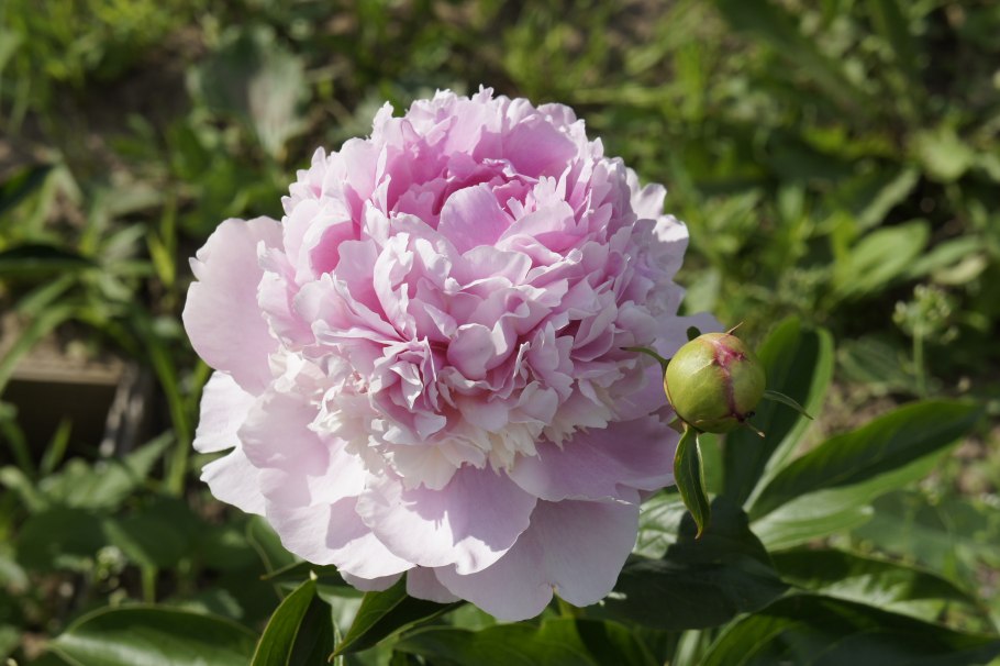 Пион Энджел Темпл