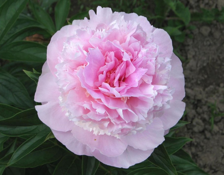 Пион молочноцветковый Энджел чикс