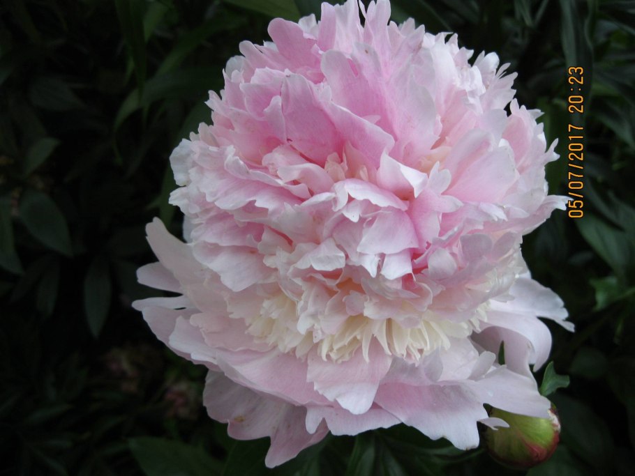 Пион Angel Cheeks