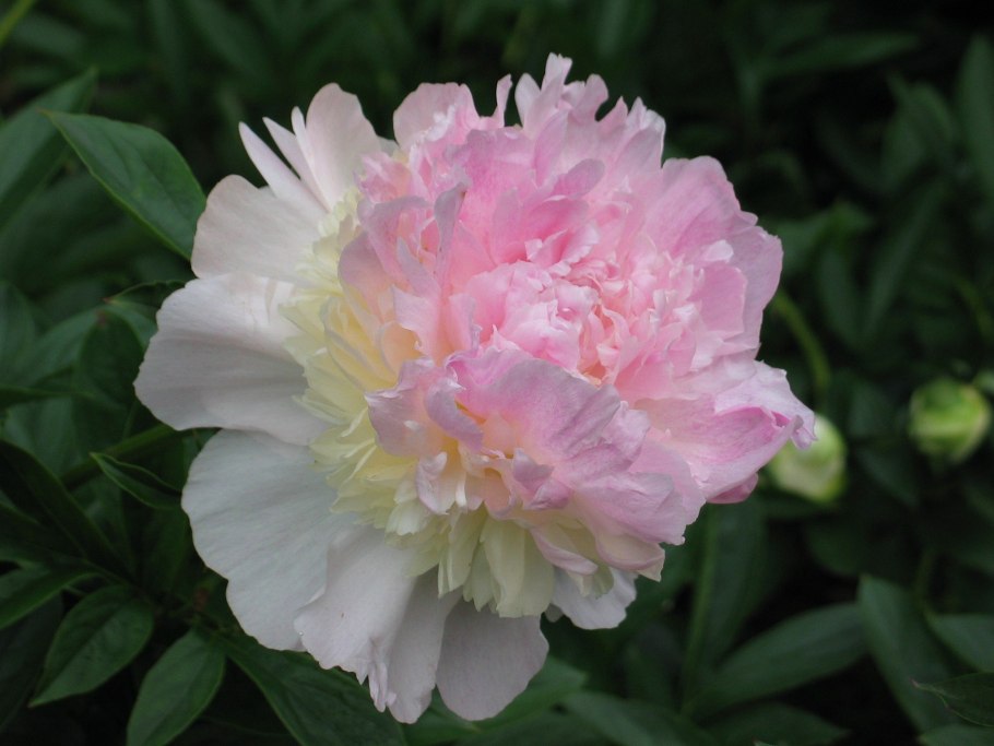 Пион Пинк Хаваян Корал