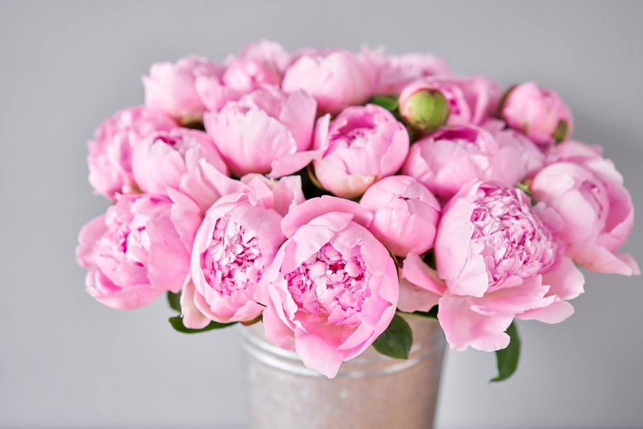 Пион травянистый Лаура десерт