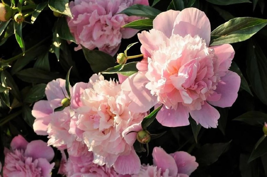 Пион tenuifolia rosea