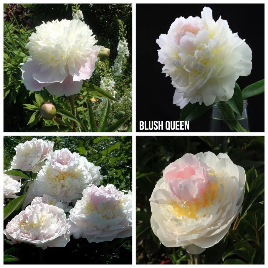 Blush queen пион