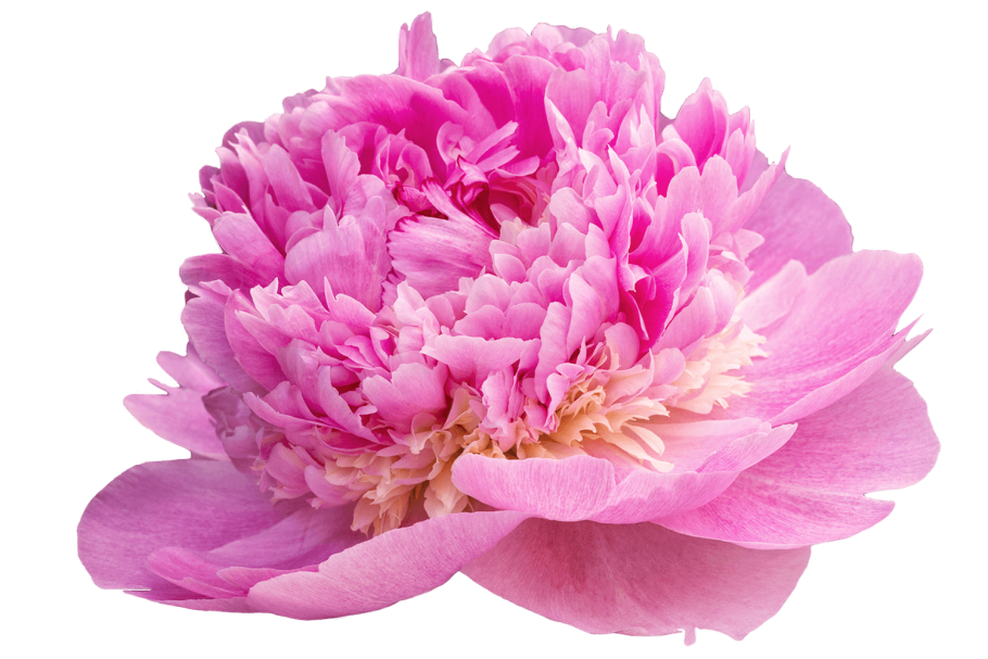 Пион месье Жюль