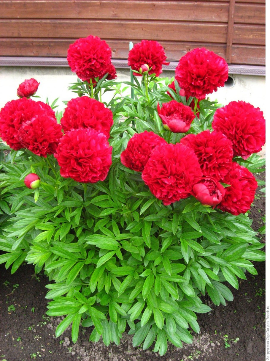 Пион молочноцветковый Пинк Гавайан Корал