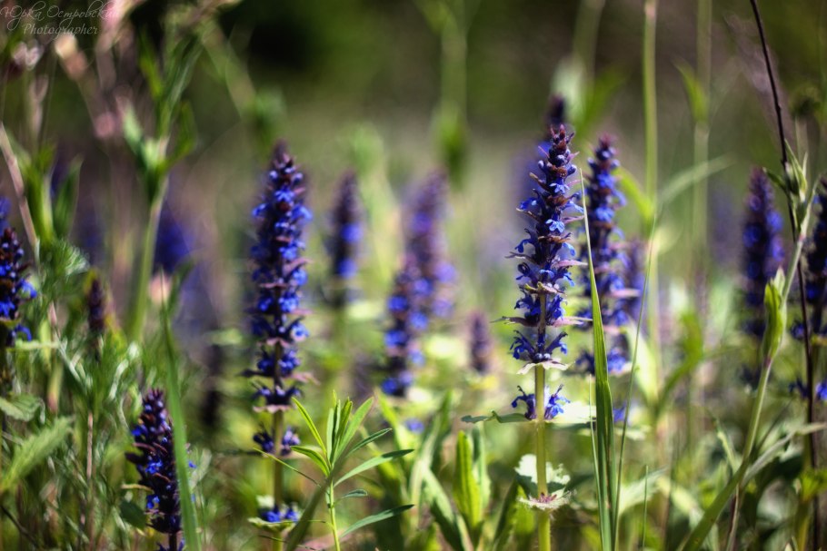 Фиолетовые Лесные цветы