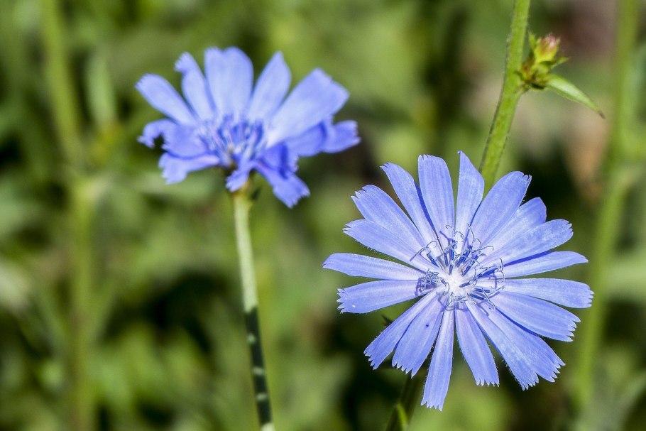 Мордовник обыкновенный ritro