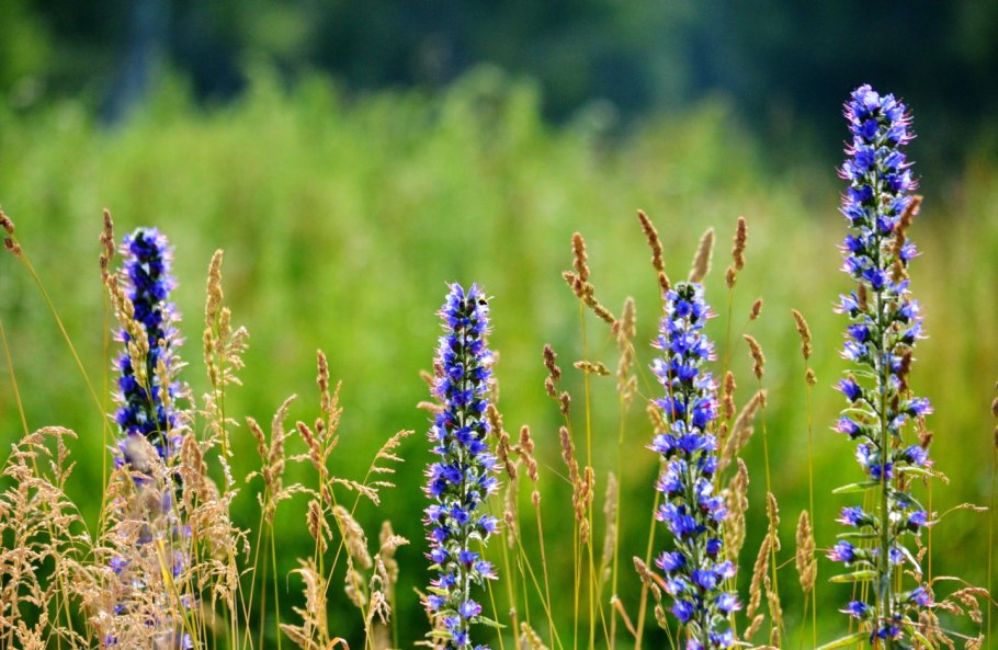 Bluebonnets (Техас) лугу