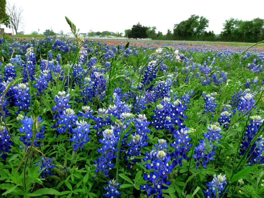 Растения с синими цветами