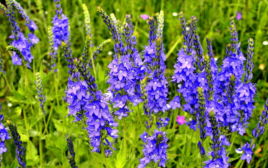 Вероника Полевая