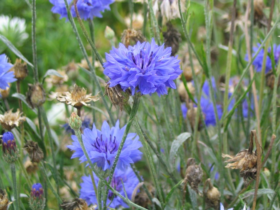 Василек полевой Centaurea cyanus
