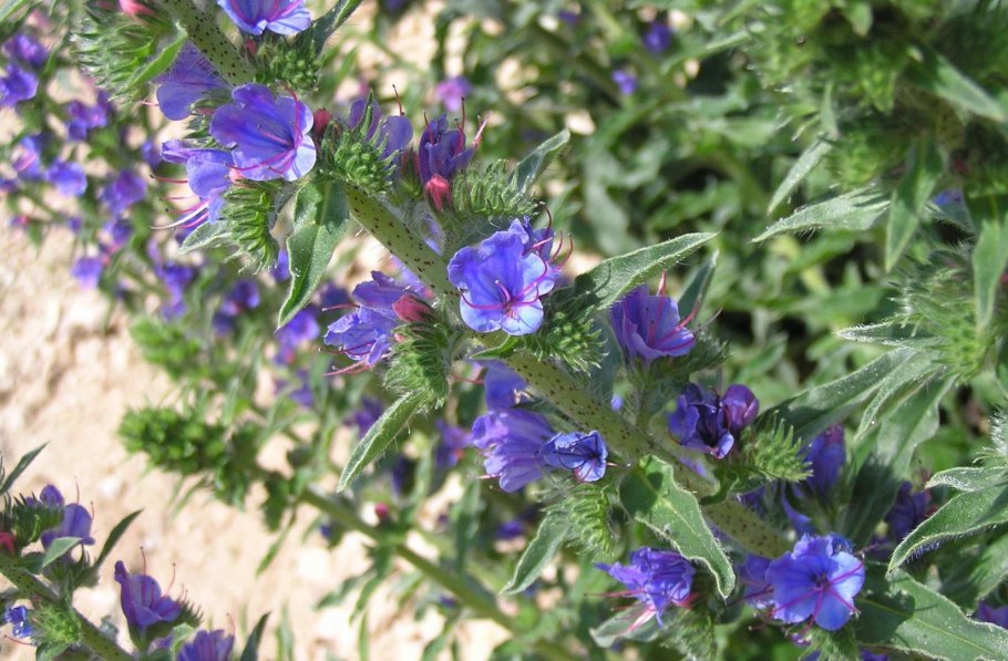 Синяк Румянка медонос