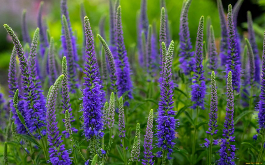 Синяк обыкновенный— Echium vulgare l.