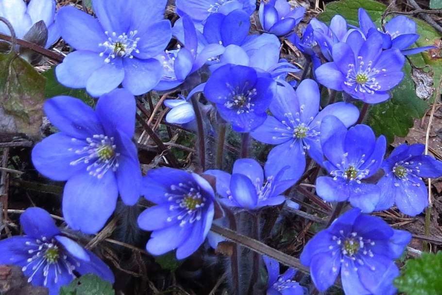 Голубые цветочки цикорий