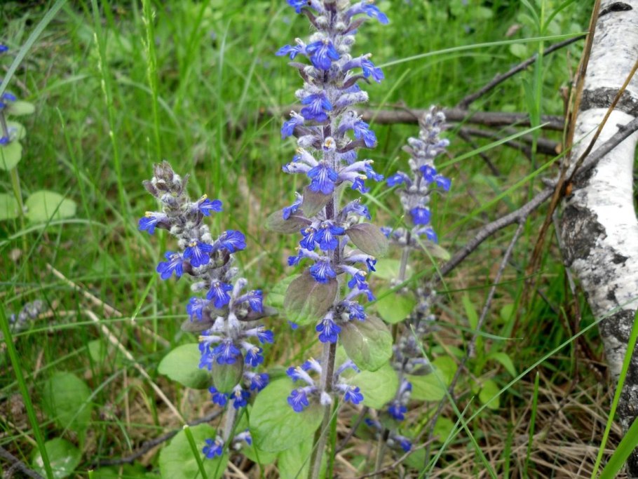 Живучка ползучая Полевая