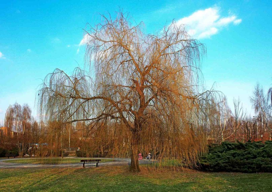 Ива белая плакучая Тристис (Salix Alba)