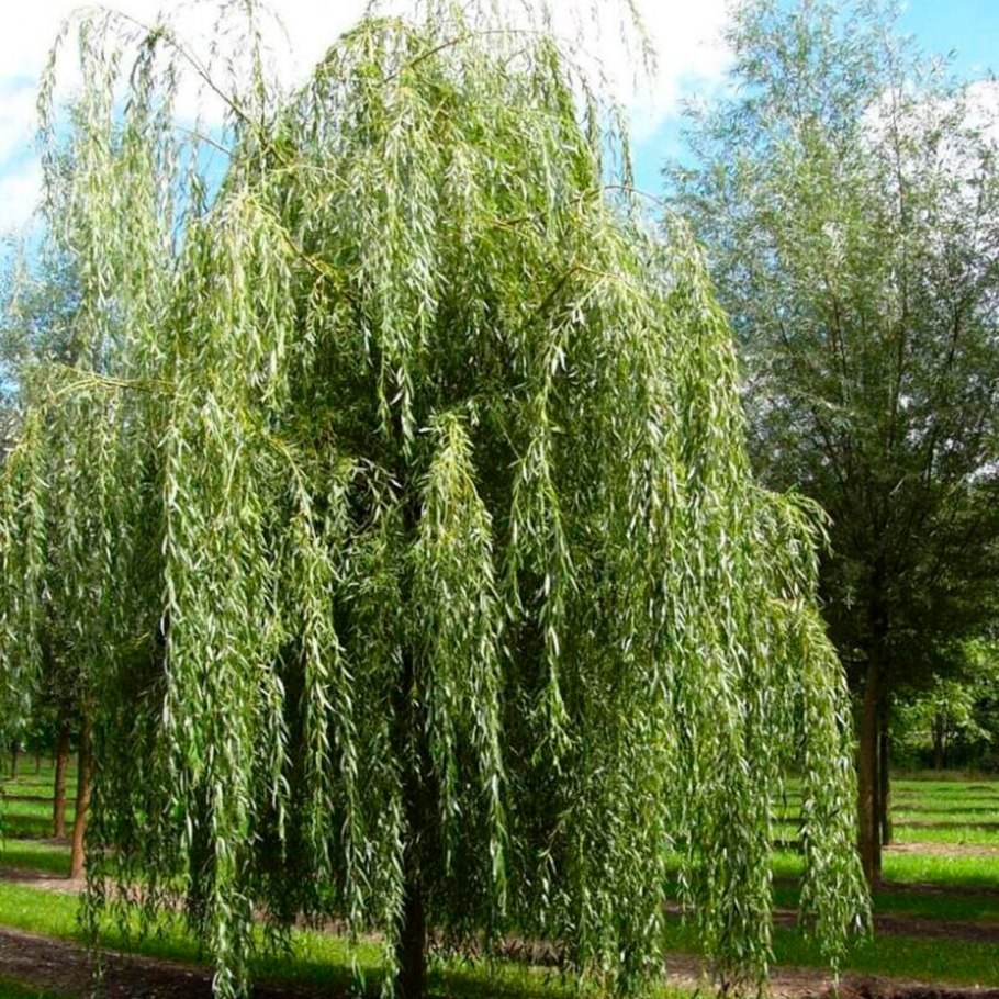 Ива памяти Бажова